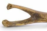 Hadrosaur (Edmontosaurus) Chevron Bone - Wyoming #306852-4